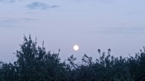 Сажаю помидоры. Удобряю огурцы.