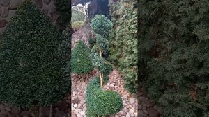 фигуры из самшита