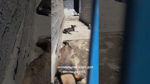 жара +45
