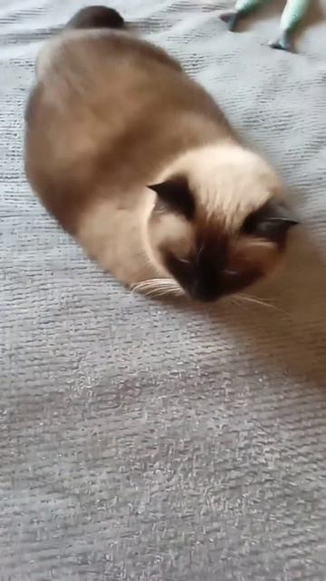 если подарили рыбу, но у уже есть 2 рыбы, оказывается. смотреть онлайн