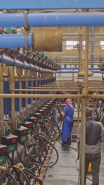 Проблема теплового стресса #коровы #животноводство #а? смотреть онлайн