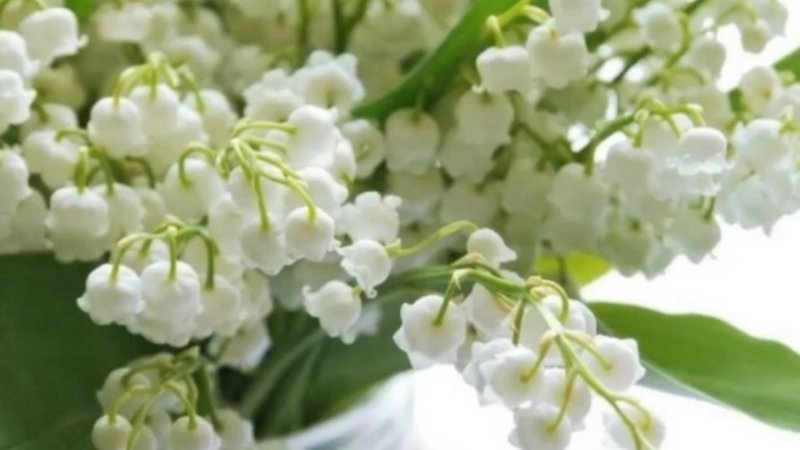 ЛАНДЫШИ - СВЕТЛОГО МАЯ ПРИВЕТ!