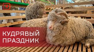 Завтра в Каспийске откроется XXV Российская выставка племенных овец и коз