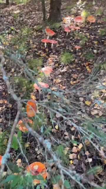 Ведьмин круг из мухоморов (amanita muscaria) смотреть онлайн