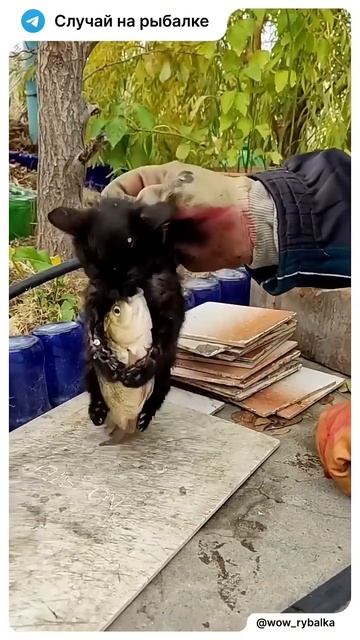 Не очень выгодный обмен 😀 #рыбалка #fishing #котики #shorts смотреть онлайн