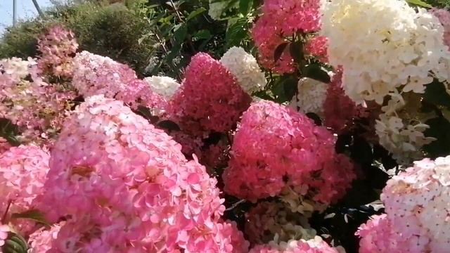 31 августа 2024г. Последний день лета. А я - про Маршмелло смотреть онлайн