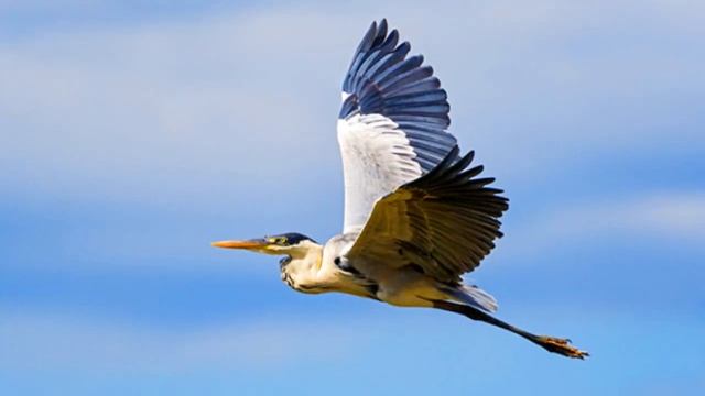 Бразильский РЕЗЕРВУАР, животного мира ! смотреть онлайн