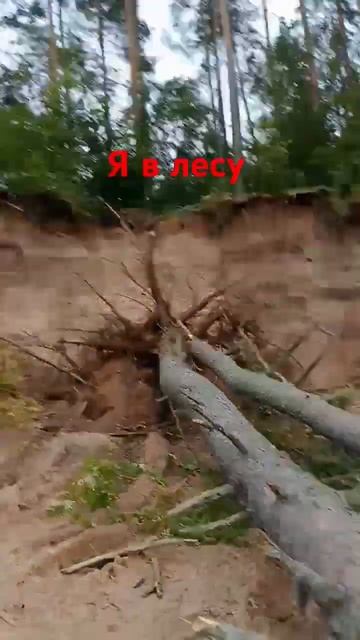 там упала ель 😨🤯 смотреть онлайн