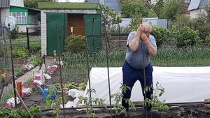 ТОМАТЫ В ГРУНТ