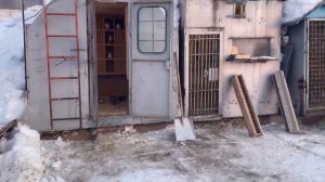 Племенные голуби 2022 Коткова А.П