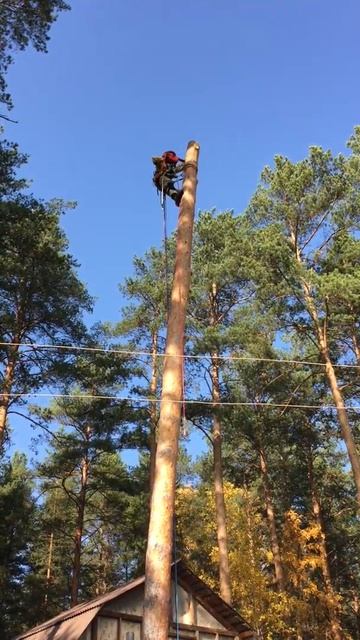 Удаление сосны частями со свободным сбросом. Часть 3. К смотреть онлайн