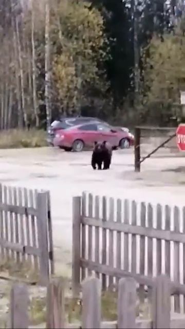 Медведь в Коми ч.2!бежать от медведя.видео жесть !убежа? смотреть онлайн