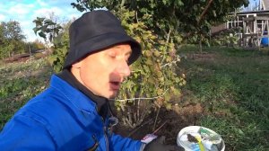 УХОД ЗА СМОРОДИНОЙ ОСЕНЬЮ БЕЗ ОШИБОК . Пошаговое руков