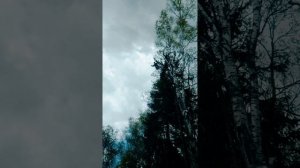 Берёзка на кладбище 1
