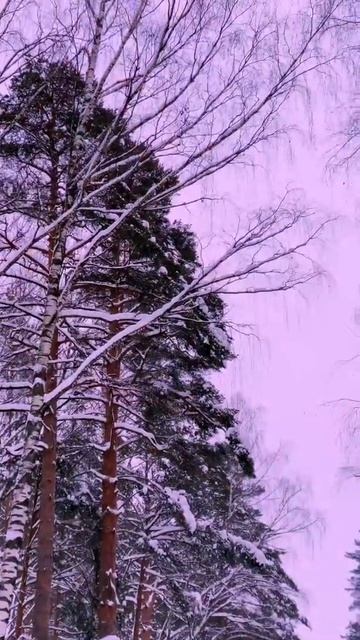 Моя любовь ❤️ #шпиц #померанцы #померанскийщпиц