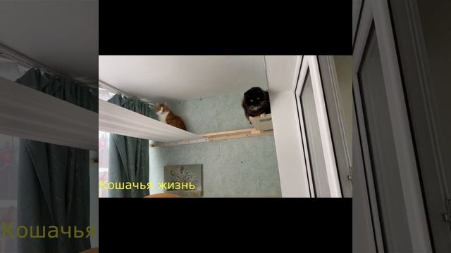 Гамак под потолком для кошек) Часть вторая)