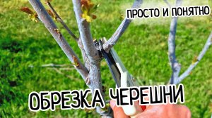 Обрезка черешни в первые года! ПРОСТО И ПОНЯТНО! Формирование кроны черешни по системе KGB.