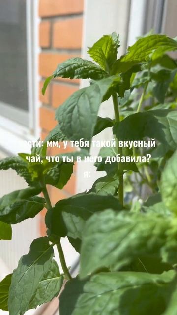 люблю мяту💚 #мята #мятнаяжизнь #чай #мояжизнь