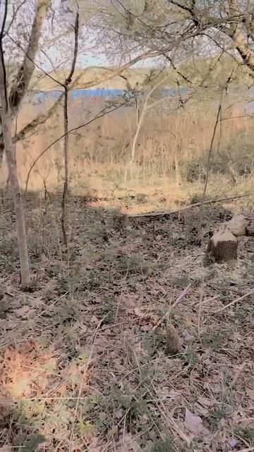 #бобр #🦫 #Андрей😎 #этажизнь #шуточное #андрейвсехмудр смотреть онлайн