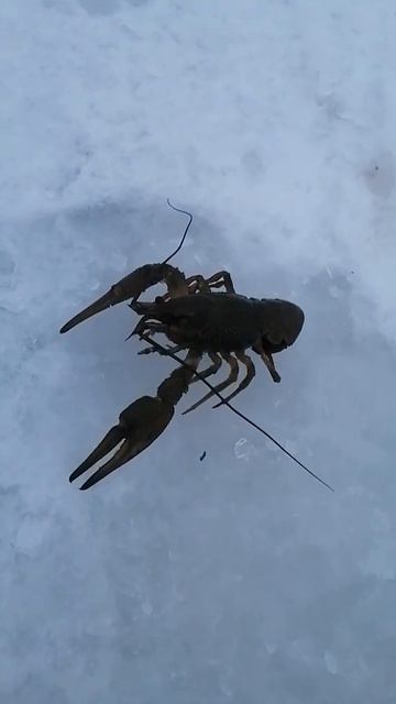 рак и судак рыбалка на Каме #татарстан #казань смотреть онлайн