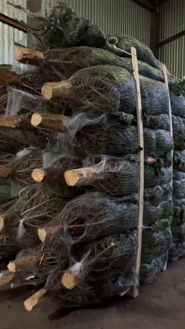 Наши елочки уже готовы радовать вас ❤️ #елка #ёлки #но? смотреть онлайн