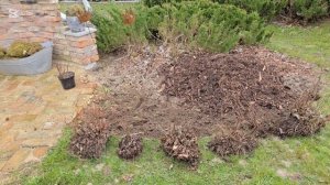 Спирея.  Посадки,  пересадки.  Новый миксбордер