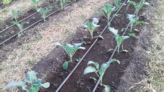 Севооборот миф? или необходимость. Выращиваем капусту смотреть онлайн