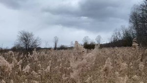 Нашли гусей