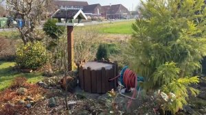 Садовые будни: обрезка Лещины Конторта, использование