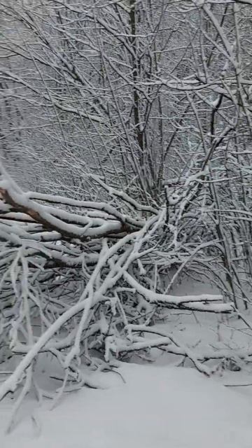 Уж ни 12 ли месяцев собираются на встречу ...#красота #зи? смотреть онлайн