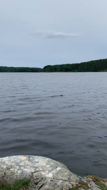 Ладожское озеро 😻🌊 #природа #красота #карелия смотреть онлайн