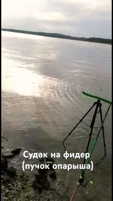 Волжский судак на фидер смотреть онлайн