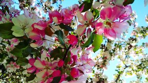 flowers of the Apple's trees 🌺🌺🌺 cheriomuha яблони, черемуха в цвету,весна