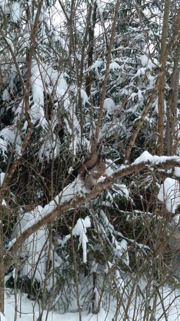 Зарисовка - Белка ест орех 🌰 🎄🎅❤️ смотреть онлайн