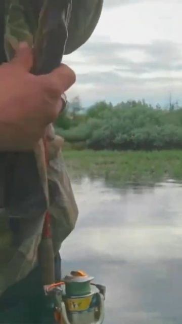Щука на спиннинг!!! Ловим щуку! #shorts#catchingfish смотреть онлайн