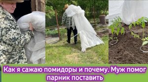 Как я сажаю помидоры и почему. Муж помог поставить парник,