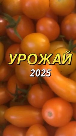 Урожай 2025 ♥️ кто молодец? Я молодец 🔥😆 огород это сказка для души и бесплатный фитнес