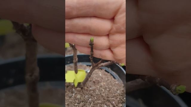 Высадила гортензии метельчатые "голый корень" в горшк? смотреть онлайн