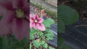 ВПЕРВЫЕ ✨🍂👍РАСПУСТИЛСЯ КЛЕМАТИС РОЗАМУНДА 🌸