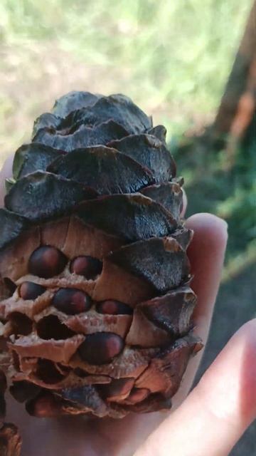 кедровые орешки - деликатес) смотреть онлайн