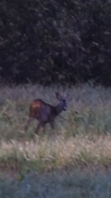 Слово о косуле #дикаяприрода #животные смотреть онлайн