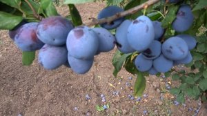 Эта слива должна быть в каждом саду - ДЖОЙО. Отличный с?