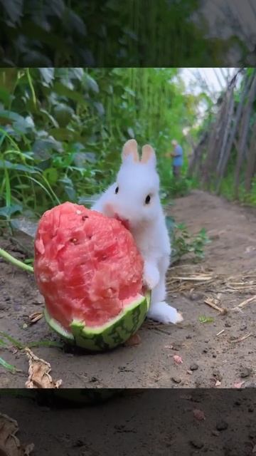 Кушает арбуз#shorts#кролики#watermelon смотреть онлайн
