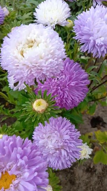 Бесподобные астры ❤️ #garden #plants #садоводство #астра #stort смотреть онлайн