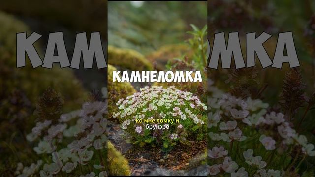 Цветущий МИКСБОРДЕР: Неприхотливые и Многолетние Рас?