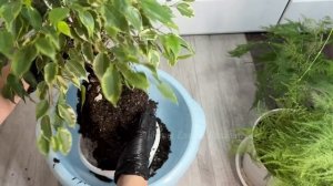 ФИКУС БЕНДЖАМИНА: УХОД В ДОМАШНИХ УСЛОВИЯХ. ВСЕ СЕКРЕТ