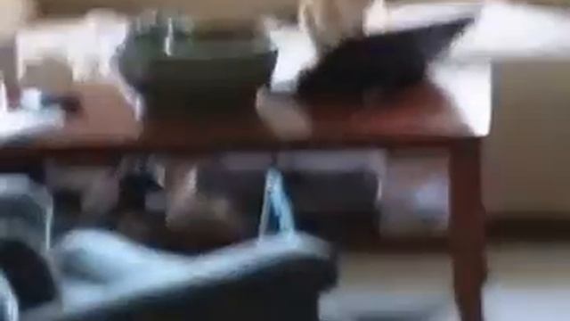 кот взламывает Пентагон 😹/ cat breaks the Pentagon 😹 смотреть онлайн