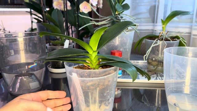 Желтые пятна и листья на Орхидеях часть 2 ( результат 1 смотреть онлайн