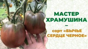 Сорт томатов, любимый всеми садоводами. Угадайте, какой? Мичурин-томаты, Елена Храмушина