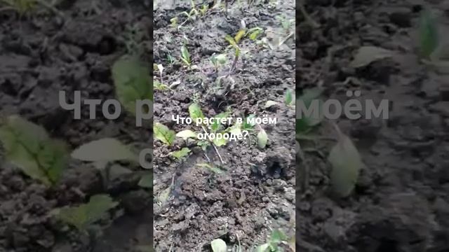 что растет в моем огороде смотреть онлайн